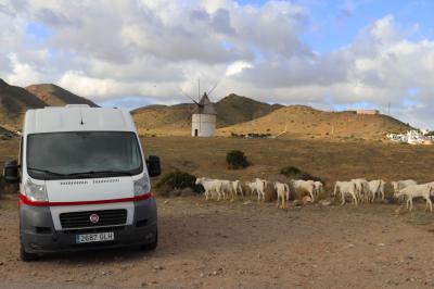 Molino de viento y pastoreo en el Cabo de Gata, próximo a Nijar